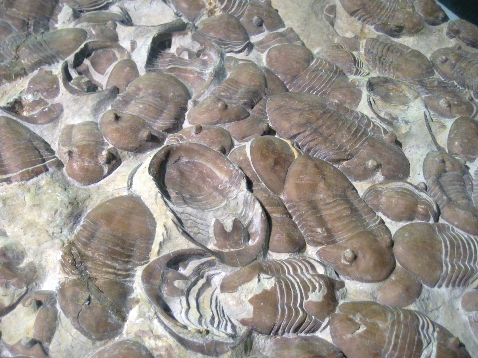 A slab of Homotelus bromidensis trilobites from the Ordovician Bromide Formation of the Arbuckle Mountains, Oklahoma.