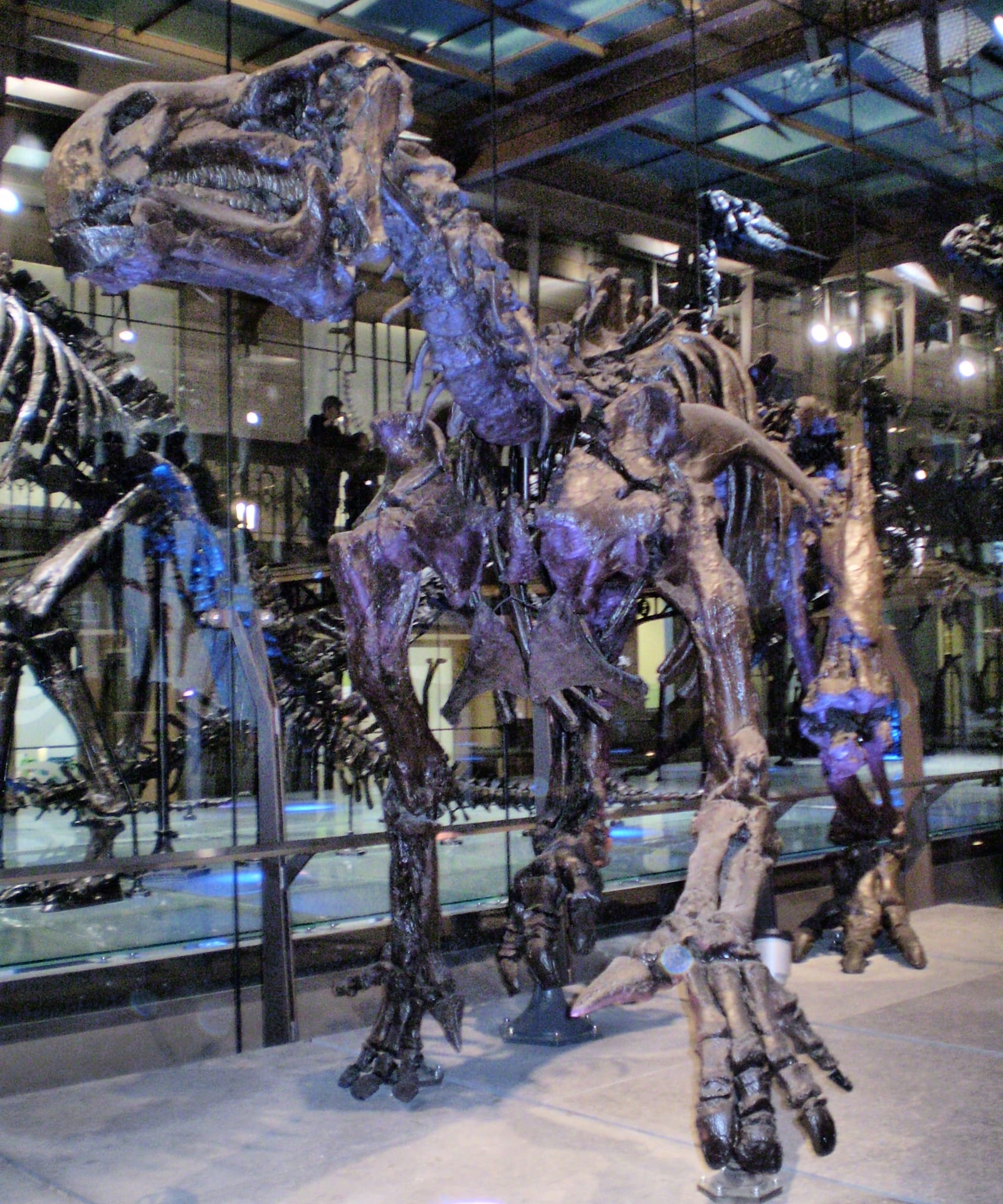 An Iguanodon bernissartensis skeleton from Bernissart, mounted in a quadrupedal pose at the Royal Belgian Institute of Natural Sciences.