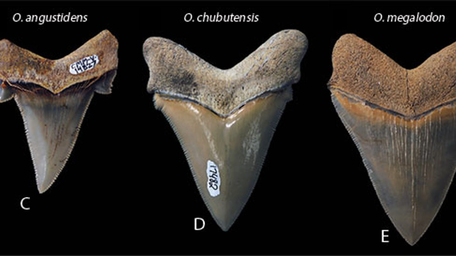 Three large fossil shark teeth on a black background with species labels — a Calvert Cliffs display, Maryland.