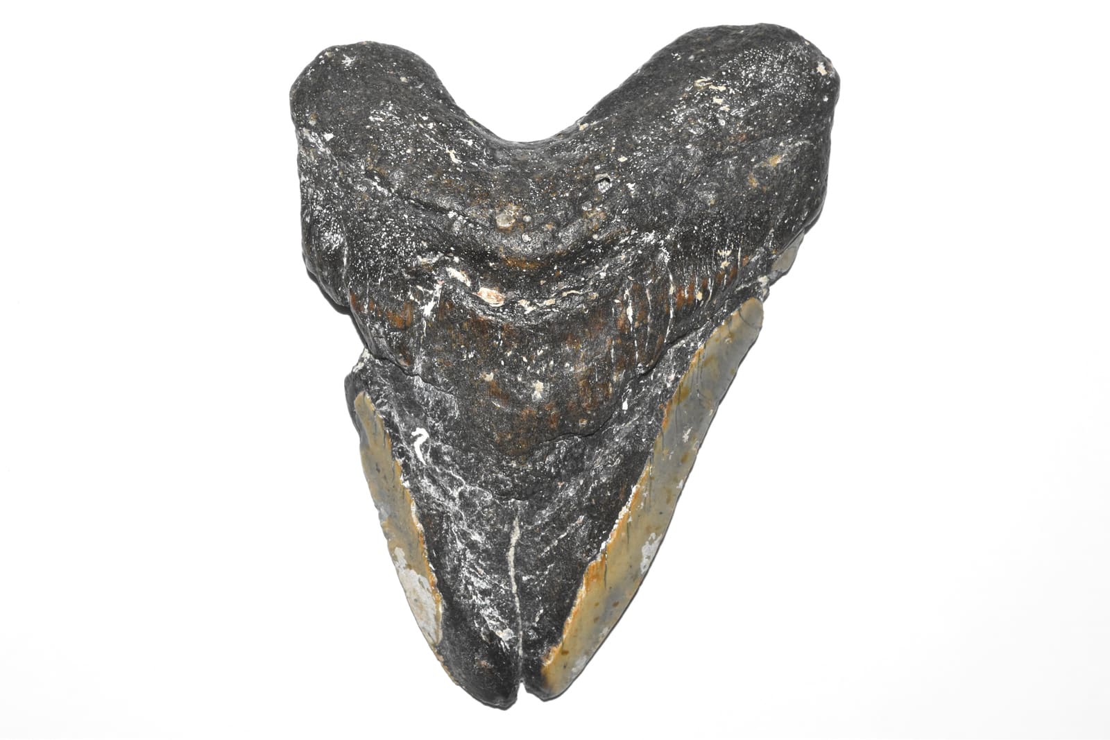 A fossil megalodon shark tooth, the kind divers recover from the Cooper River, South Carolina.