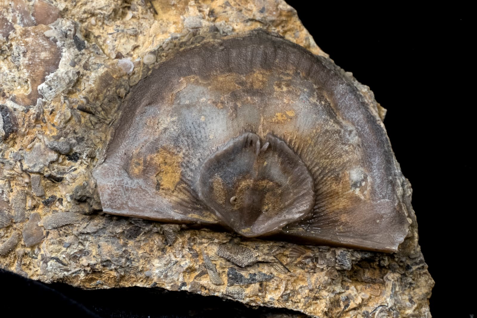 A Strophomena brachiopod from the Ordovician Decorah Shale of the Upper Midwest.