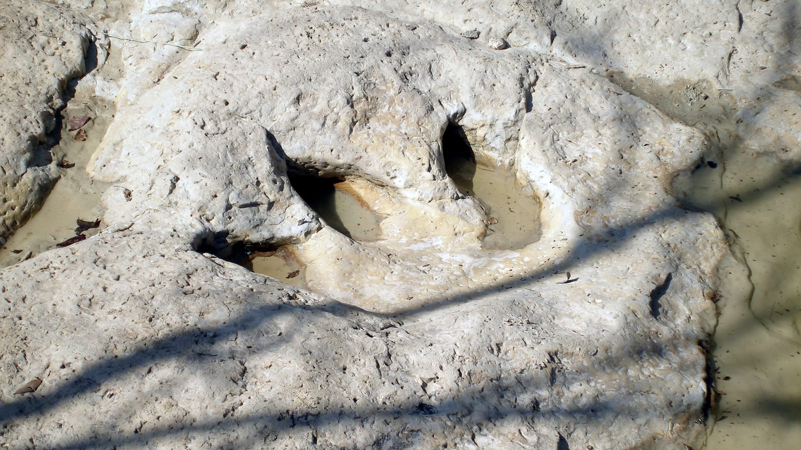 Large three-toed dinosaur footprint preserved in cream limestone in a streambed at Dinosaur Valley State Park, Texas.