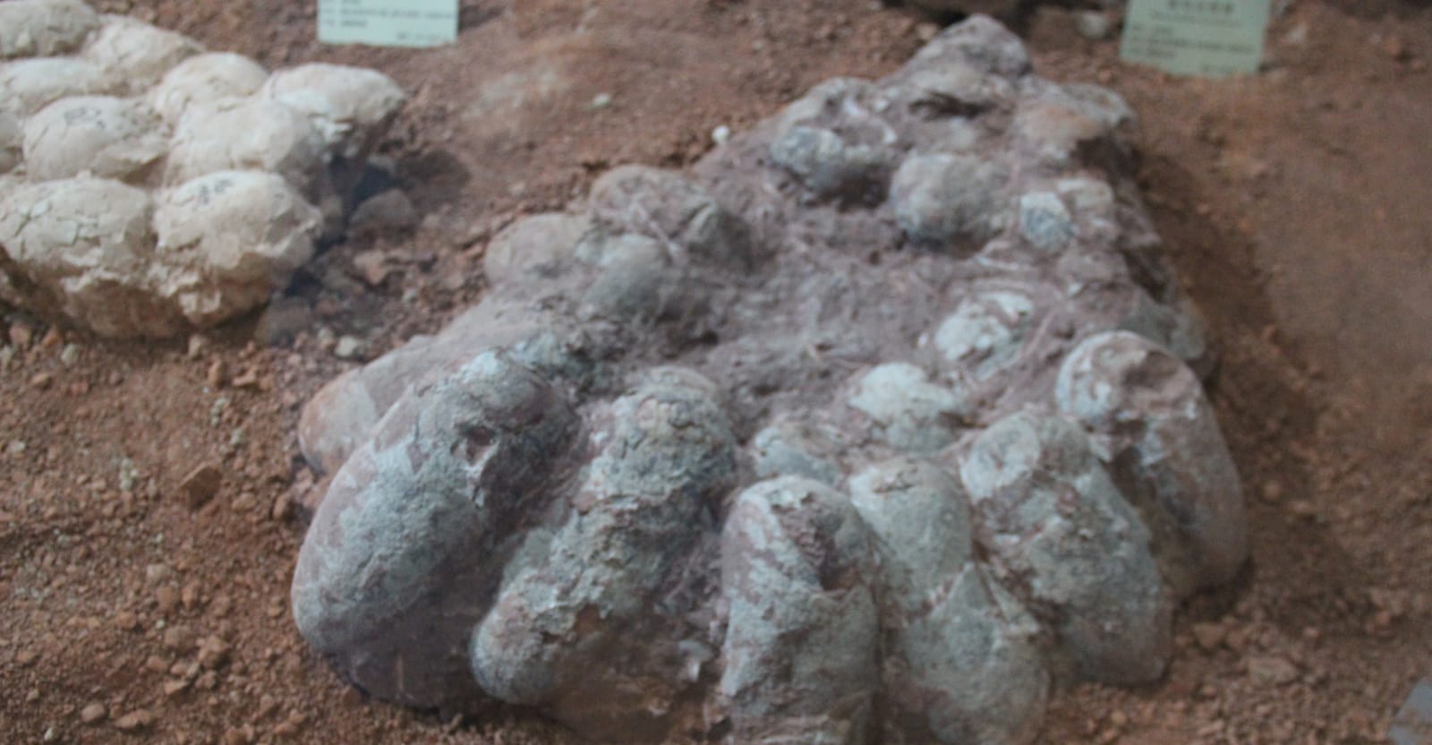 A clutch of fossil dinosaur eggs. Egg Mountain, Montana, preserves nests and eggs of the duck-billed dinosaur Maiasaura.