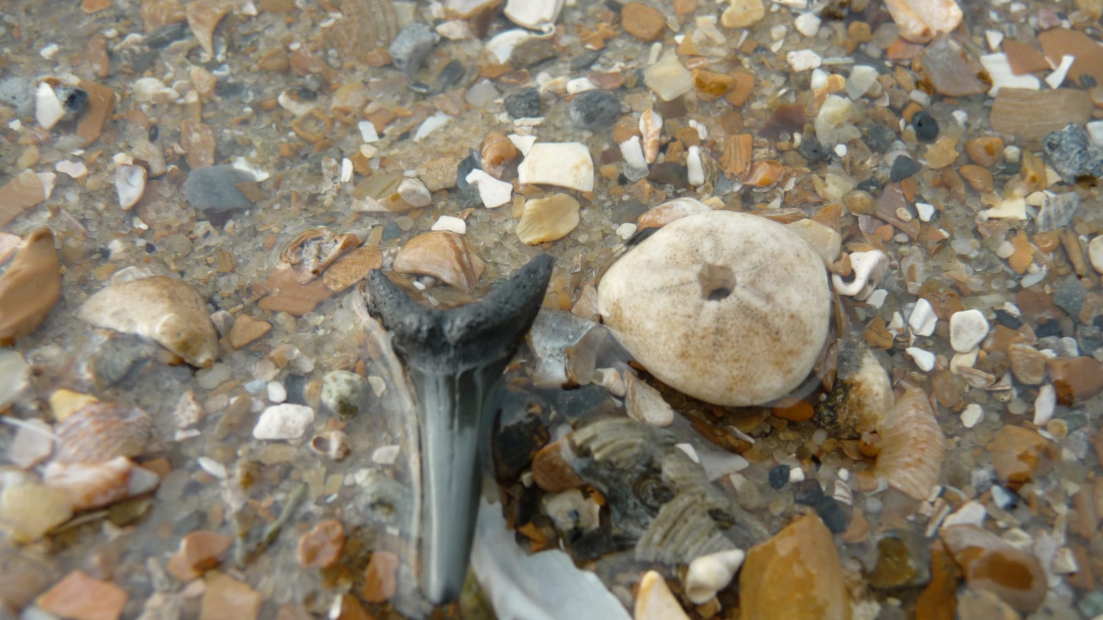 Dark shark tooth and pale sand dollar resting in wet shell hash and pebbles on the shore at Englewood Beach, Florida.