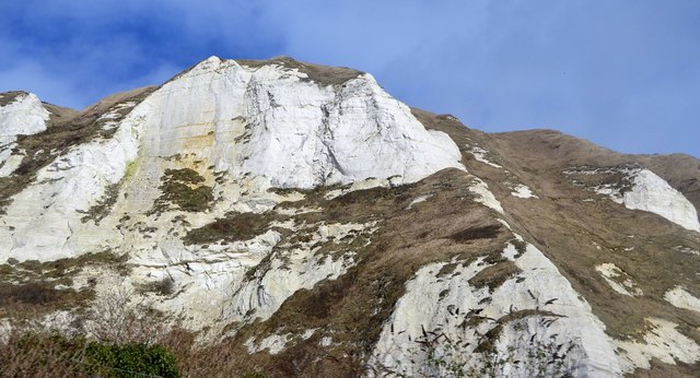 Tall white chalk cliff face with vegetated lower slopes seen from below at Folkestone Warren, Kent.