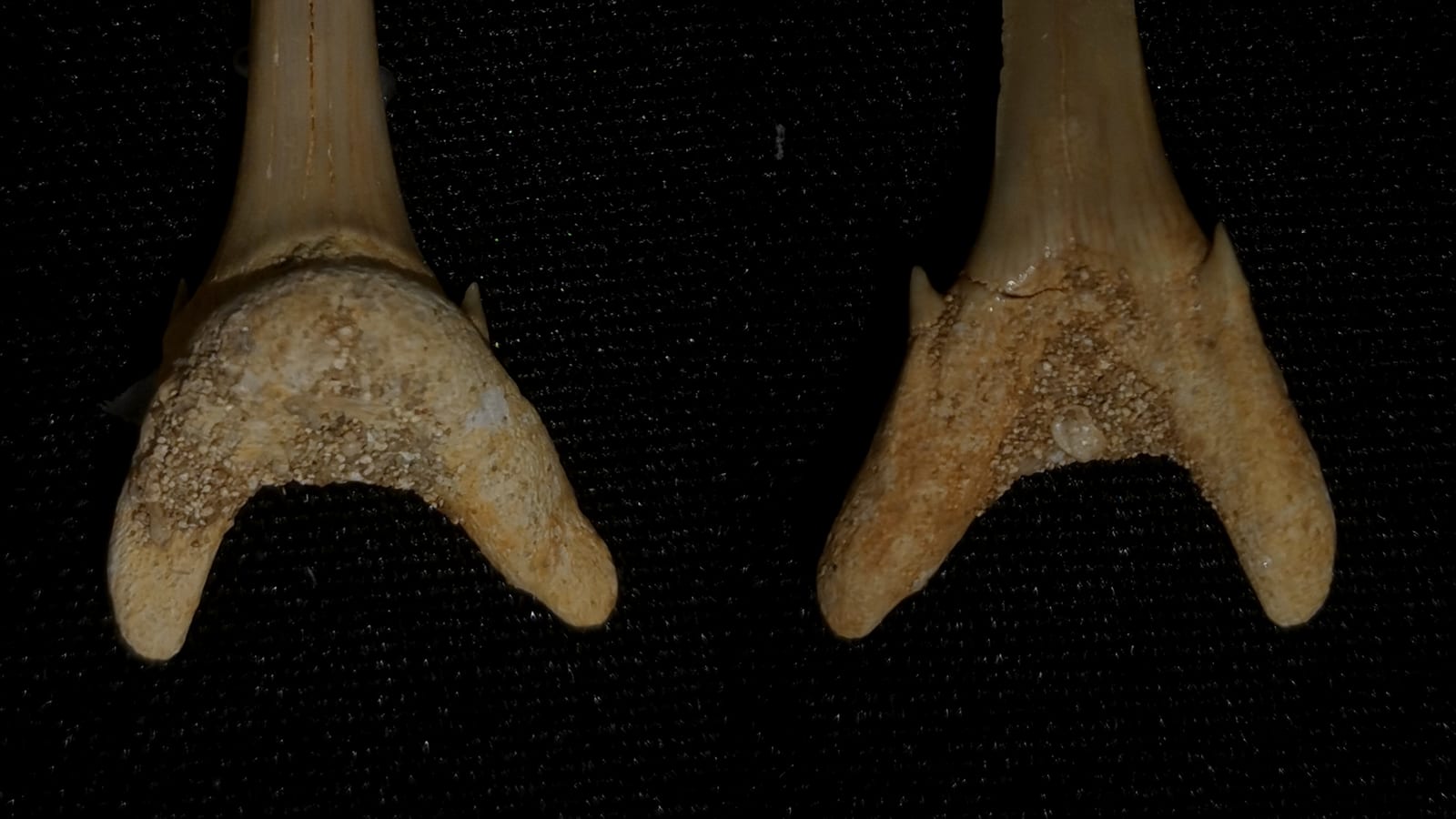 Two pale fossil specimens displayed side by side on a black cloth background at Fort Clinch State Park, Florida.