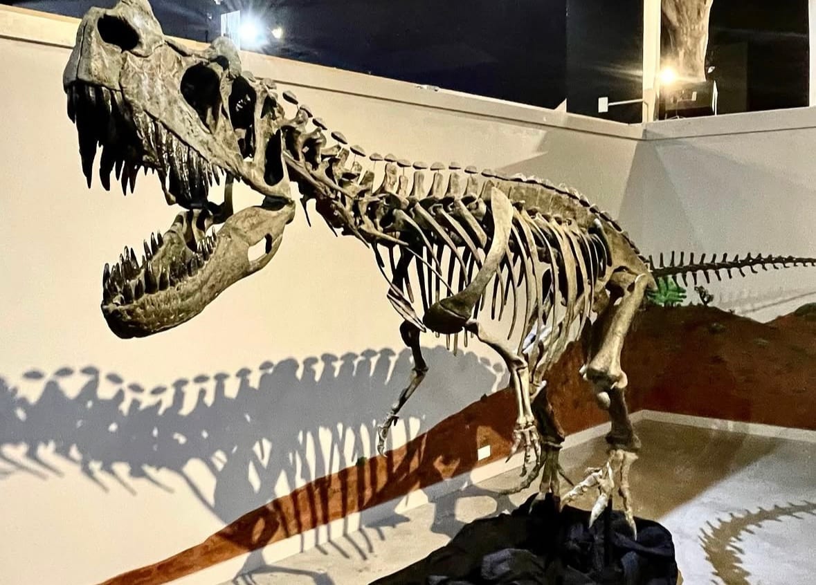 Mounted Ceratosaurus skeleton on display at the Dinosaur Journey Museum in Fruita, Colorado, lit against a pale wall.