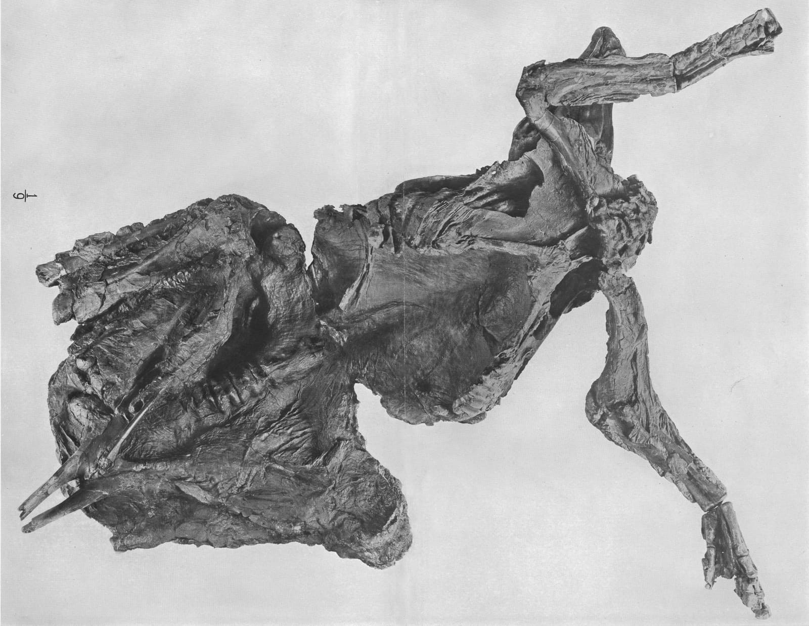 The Edmontosaurus annectens mummy, a fossil preserving skin impressions; Edmontosaurus is a characteristic dinosaur of the Lance Formation.