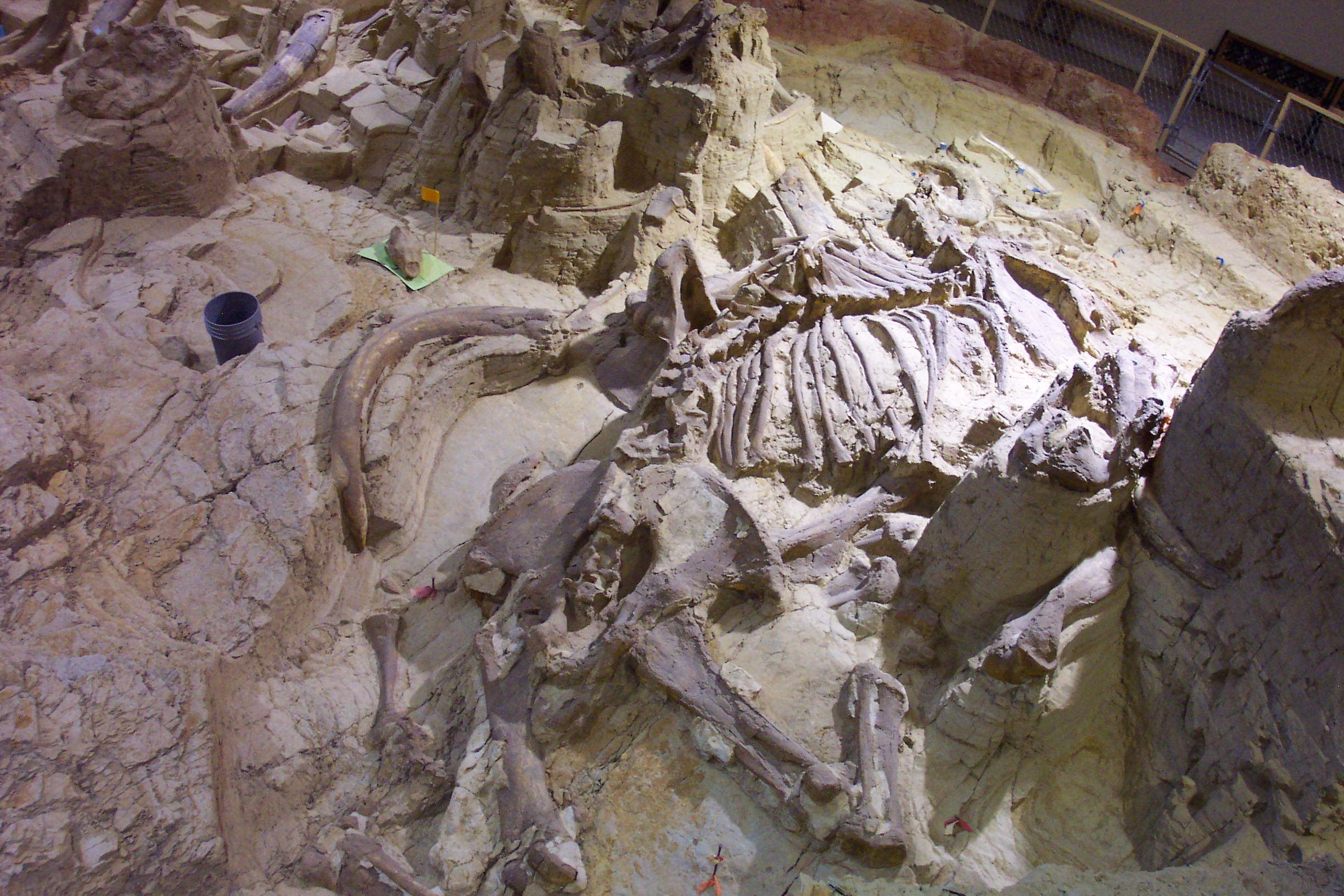Partly exposed bonebed with tusks and skeletal elements inside the indoor excavation at The Mammoth Site, Hot Springs.