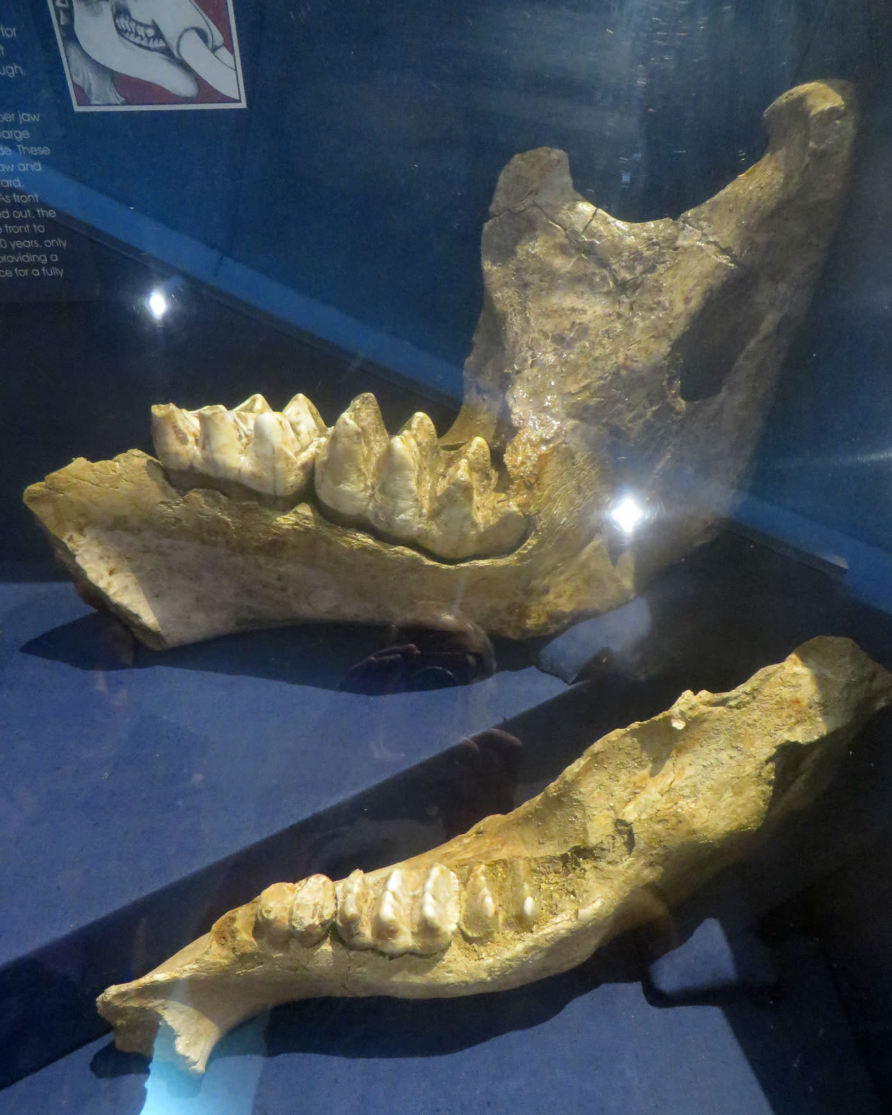 Two pale mastodon lower jaws with ridged molars lying on blue display shelves inside a glass case