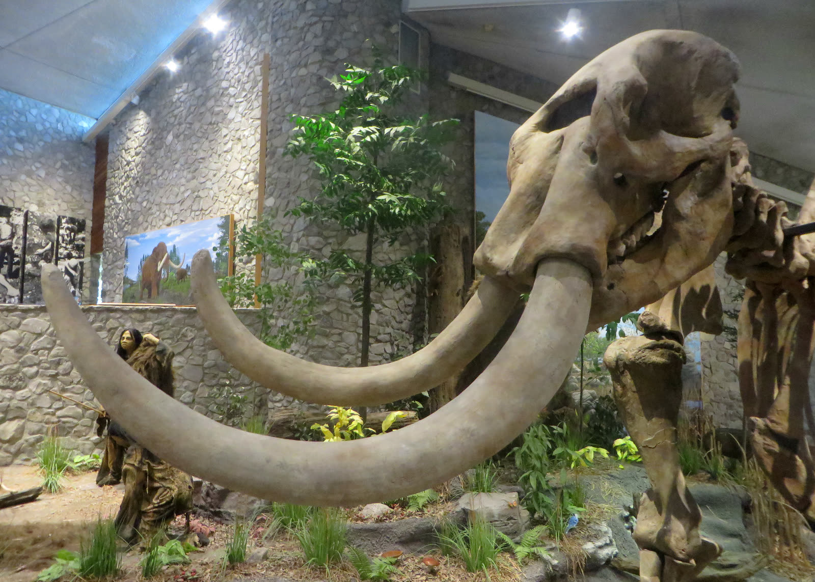Close, low view of the long curved tusks of the mastodon replica in the Mastodon State Historic Site museum, with a model hunter behind