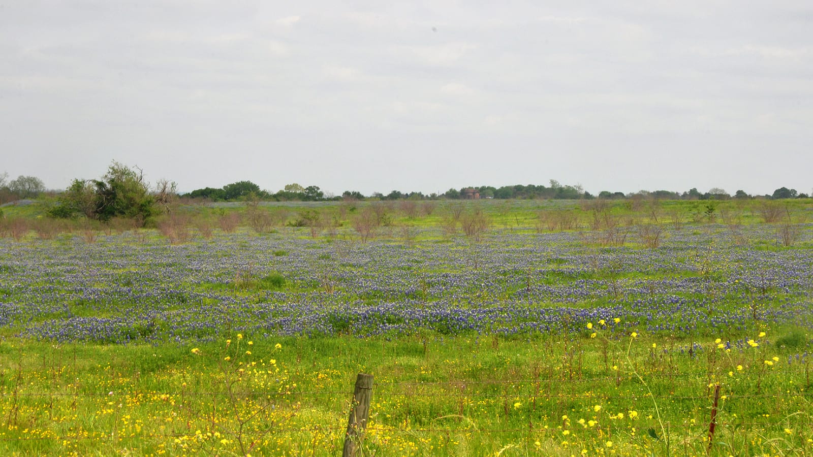 Spring meadow carpeted with bluebonnets and yellow flowers behind a wire fence near Mineral Wells Fossil Park.