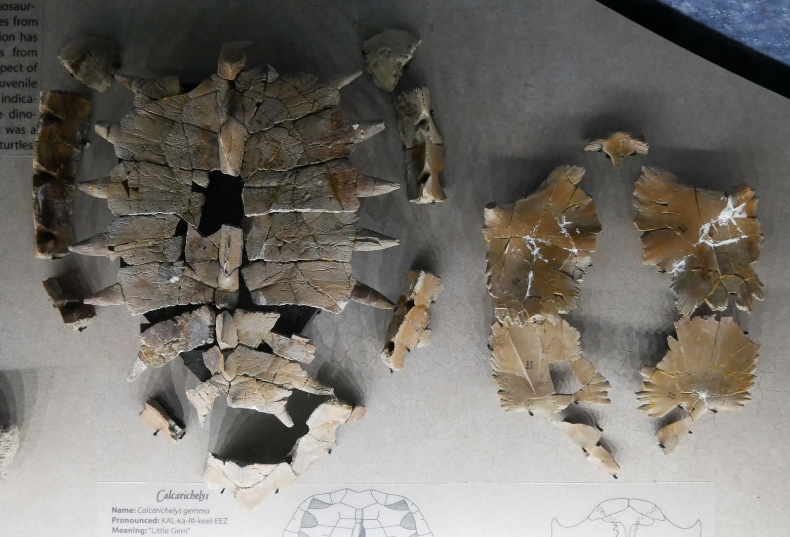 Fossil shell and bones of the sea turtle Calcarichelys from the Cretaceous Mooreville Chalk of Alabama.
