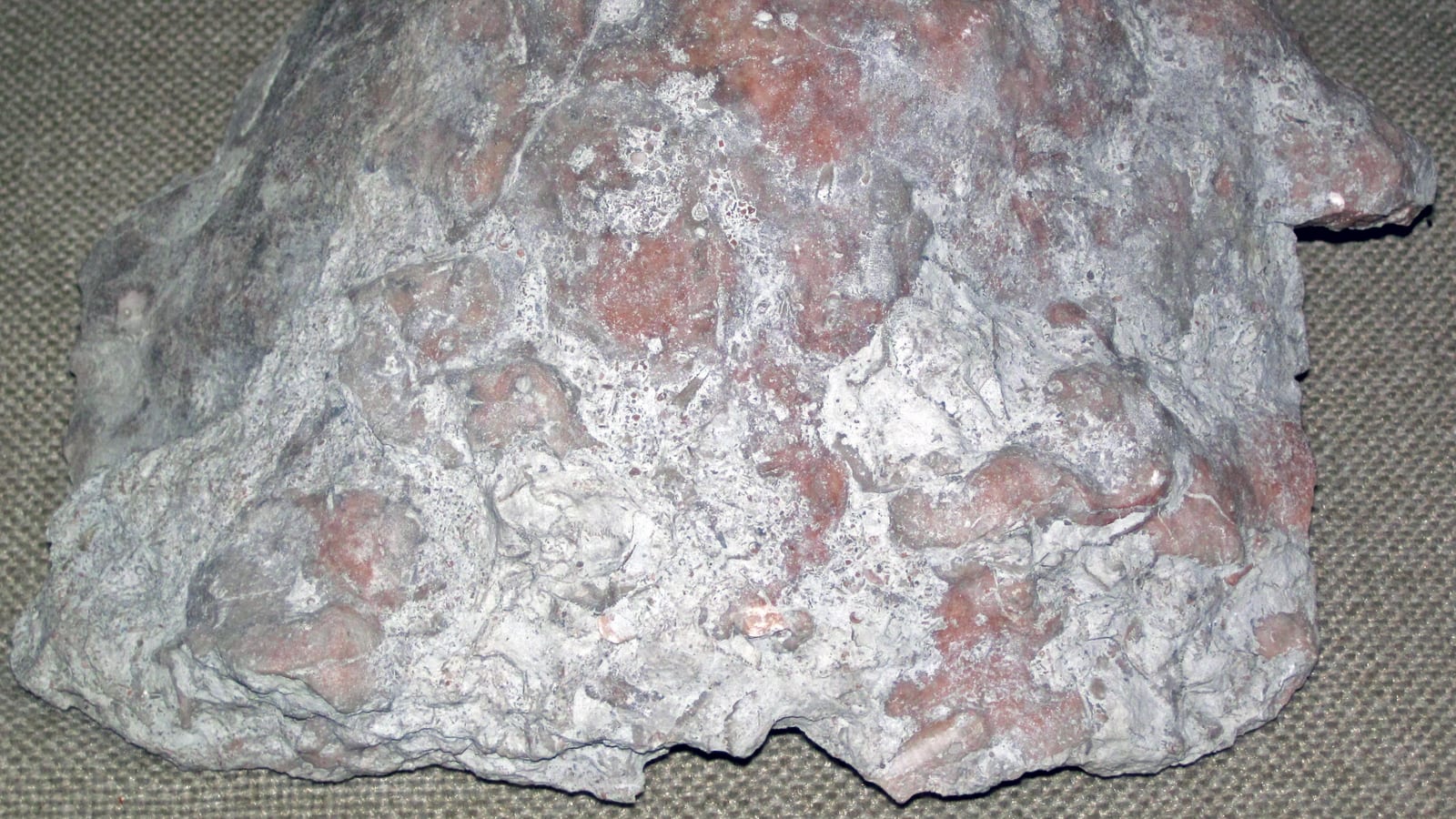 Close-up of a rough weathered fossiliferous limestone block with branching fossil textures at Oakes Quarry Park, Ohio.