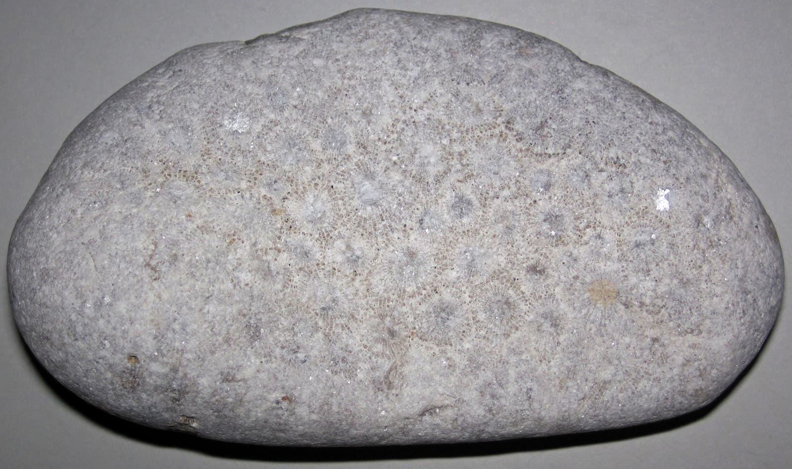 A Hexagonaria coral (Petoskey stone), the Devonian colonial coral of the Alpena area, Michigan.