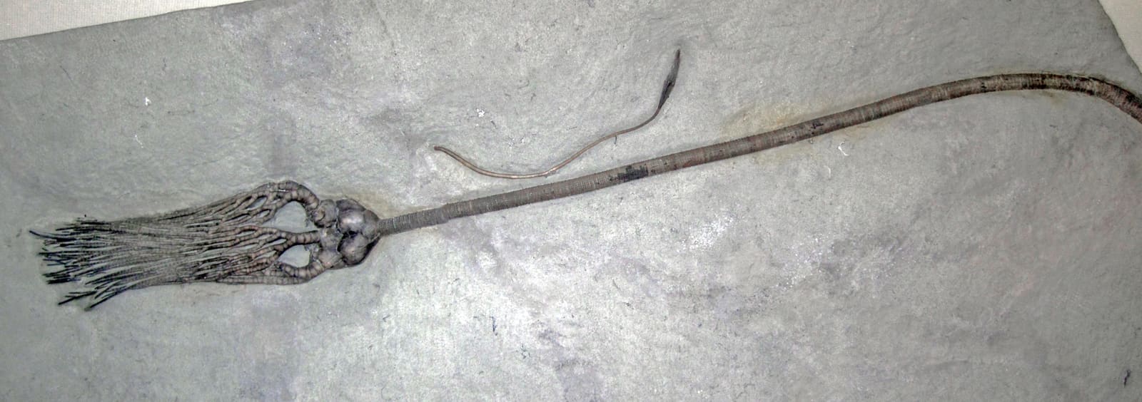 A Cyathocrinites crinoid from the Mississippian Burlington Limestone, the crinoid-rich rock of the Springfield Plateau.