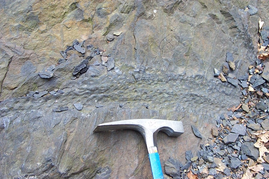 A Sigillaria root preserved in the Carboniferous Llewellyn Formation of Pennsylvania.