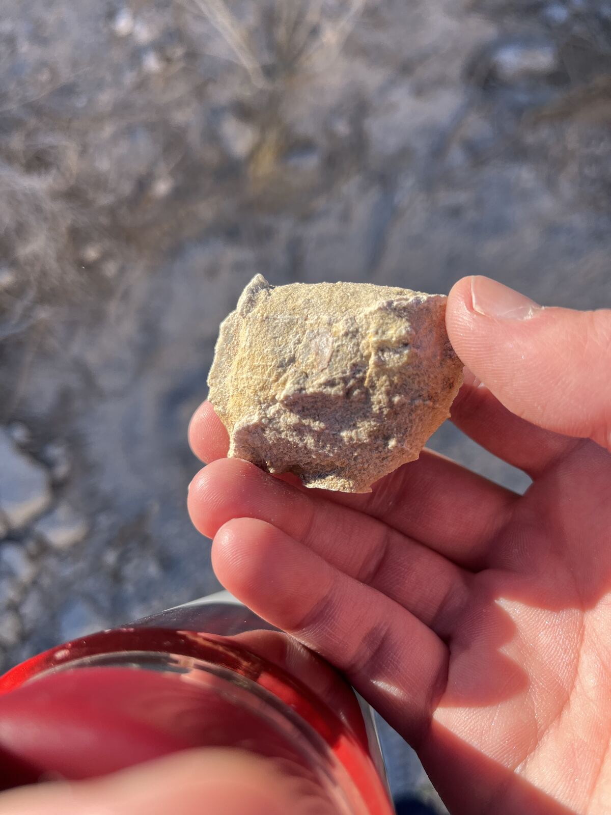 Close-up of a fossil-bearing rock fragment in the pale Las Vegas Formation sediment at Tule Springs, Nevada.
