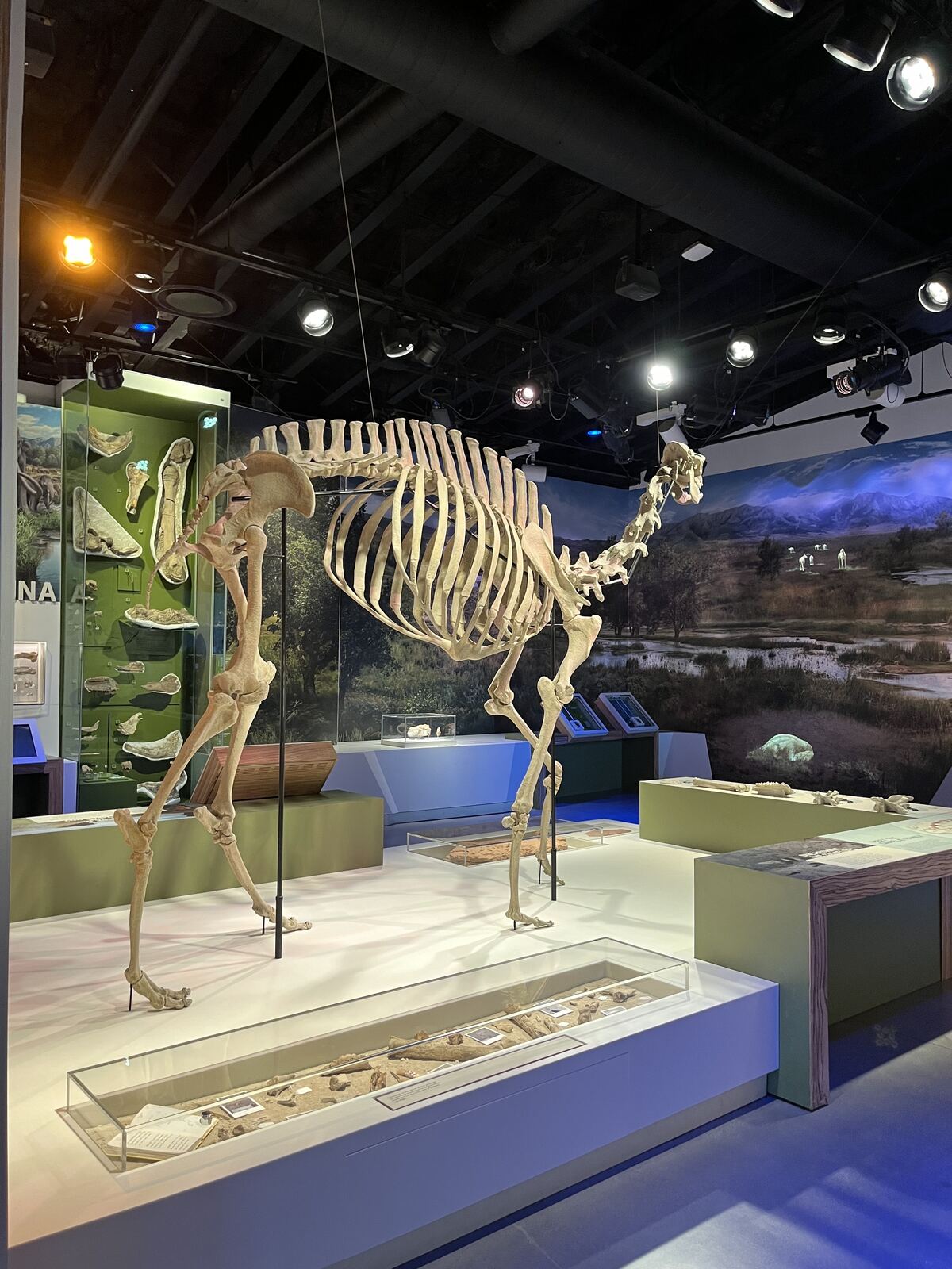 Ice Age exhibit interpreting Tule Springs fossils at the Las Vegas Natural History Museum, Nevada.