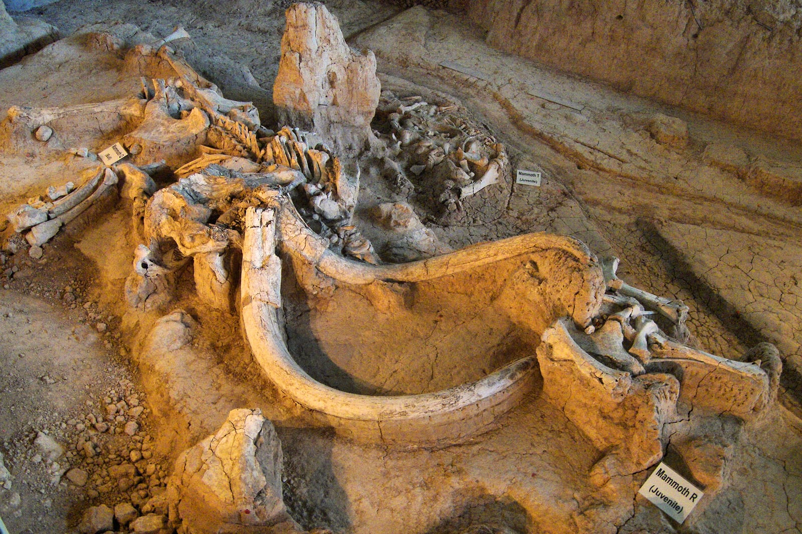 Columbian mammoth remains preserved in situ at Waco Mammoth National Monument, Texas.